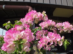カフェブリーガーデンのお庭の花々2018年4月