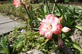 カフェブリーガーデンのお庭の花々2018年4月
